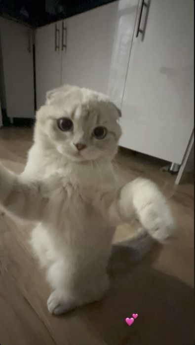 У нашей кошечки началась течка