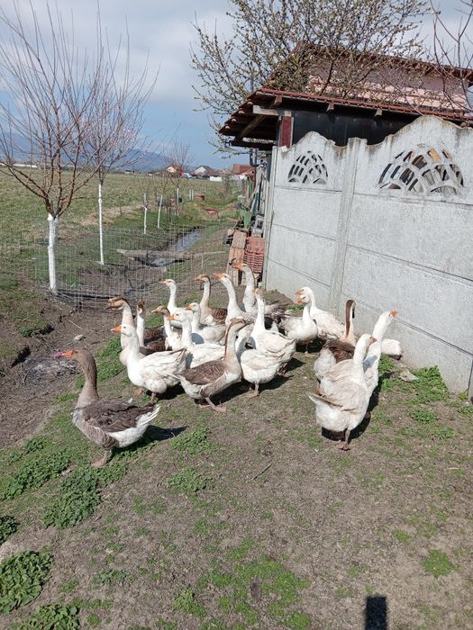 Gâște de vânzare