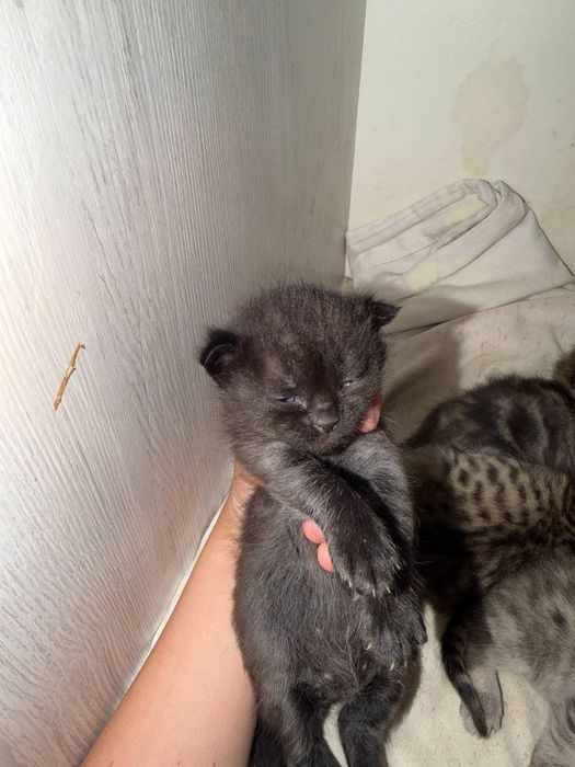 Отдам бесплатно красивых котят