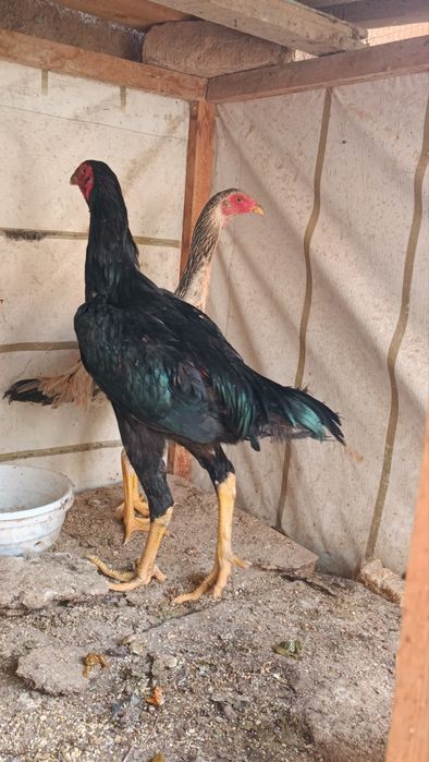 Dakan jojala sotiladi