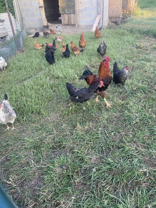 Продам хорошие куры