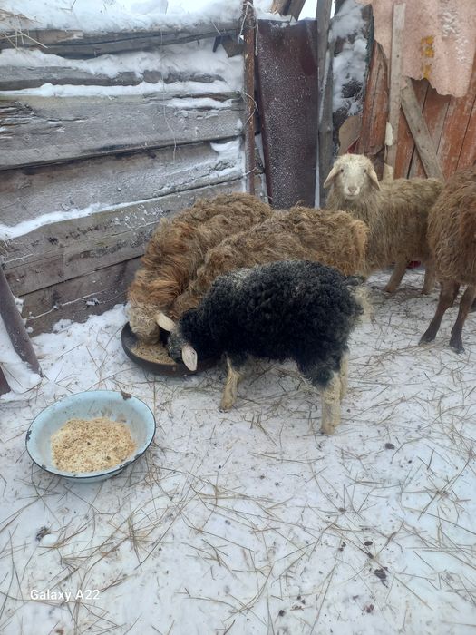 Қозылы қой тоқты, Тай сатылады,