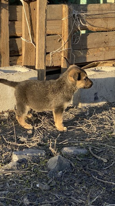 Щенки немецкой овчарки
