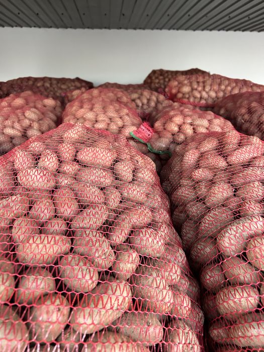 Cartofi de samânță