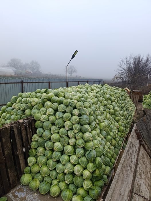 Varza Alba de păstrare