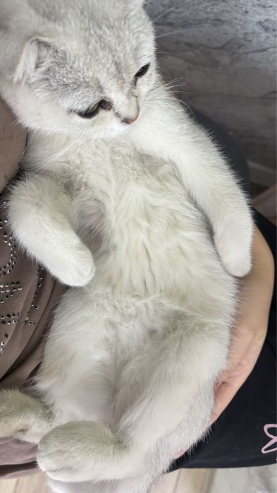 Шотландская вислоухая кошечка