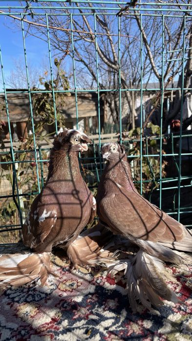 Голуби кептер пр