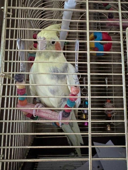 Продам попугая Корелла