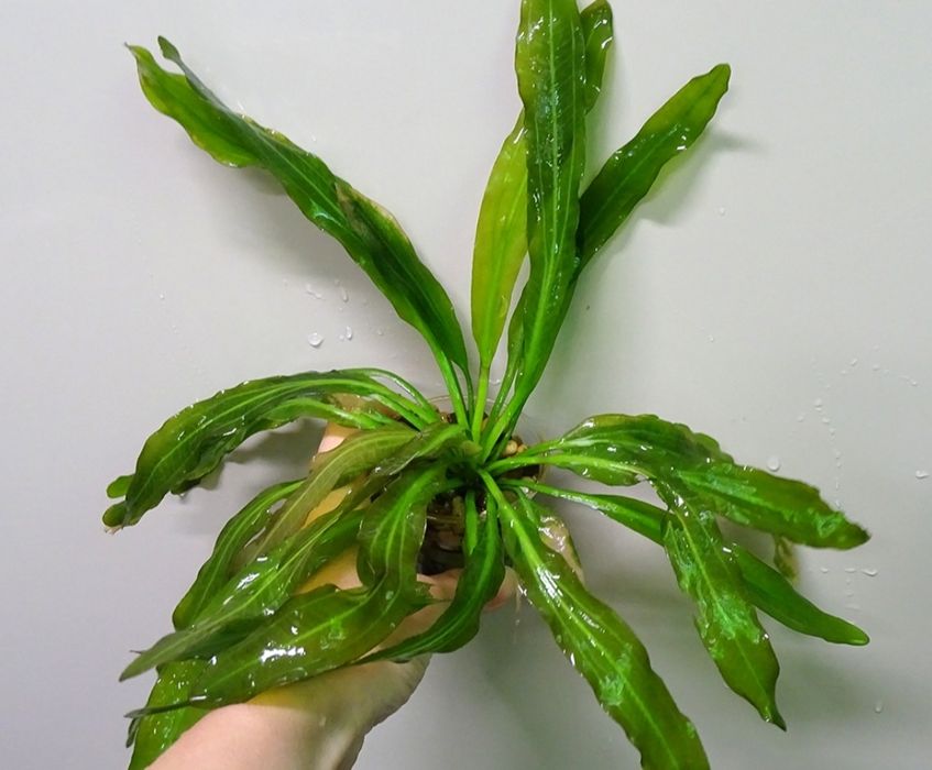 Растения для акварюма