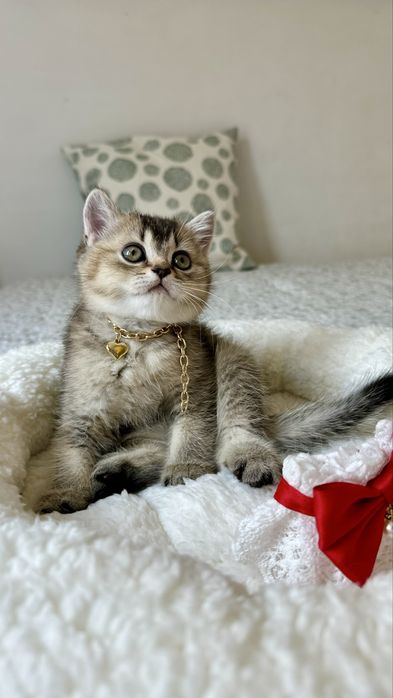 Fetita British Shorthair din Felisa Autorizata - Certificat pedigree