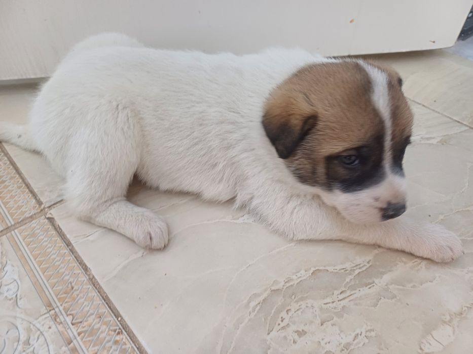 Акита иті сатылады.