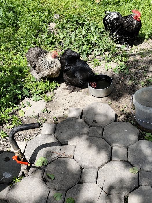 Карликовые кохинхины