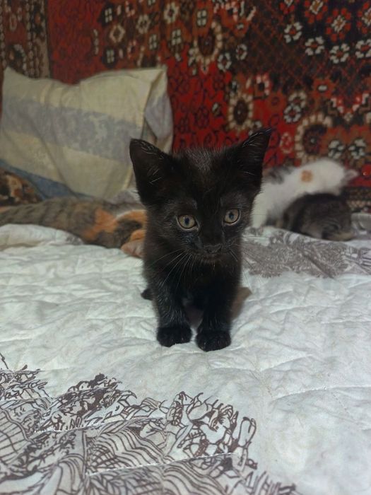 Отдам котят в добрые руки