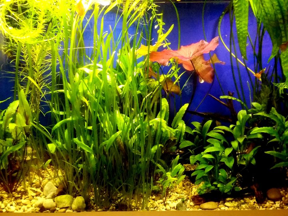 Креветки- вишни.