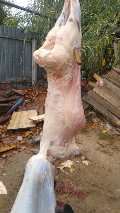 Кой  Баран  Алматы   Есть достовка