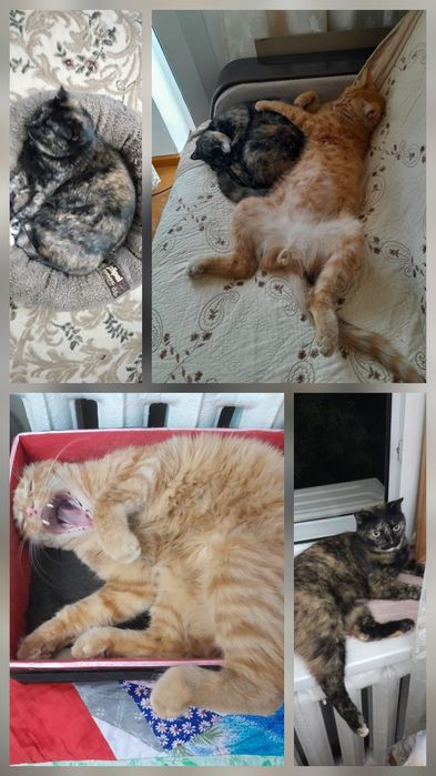 Передержка кошек