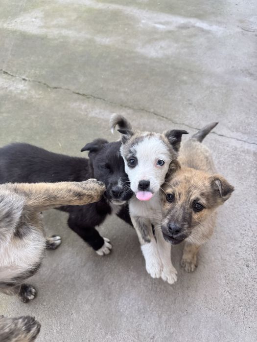 домащние щенята