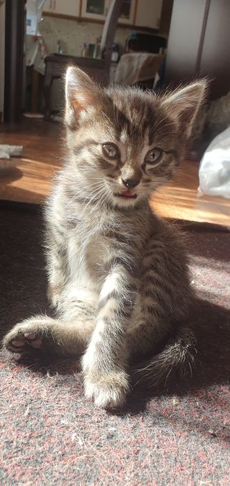 Отдам милых,игривых котят