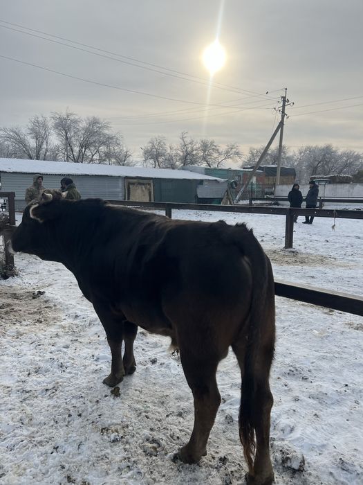 Бычок сатылады 2жасар