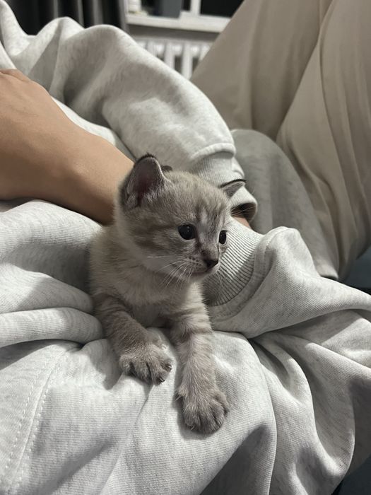 Двухмесячный котёнок, мальчик