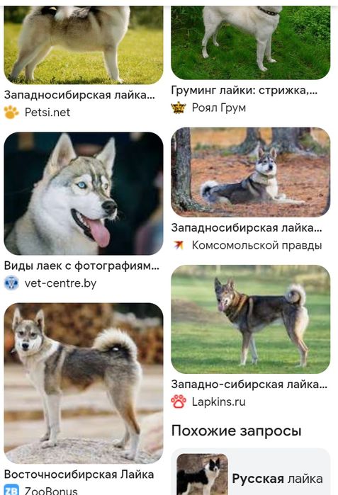 Осындай итер асырап алам керек емес болса