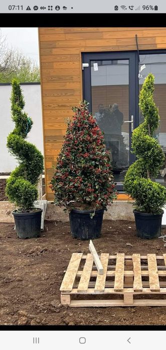 Plante ornamentale