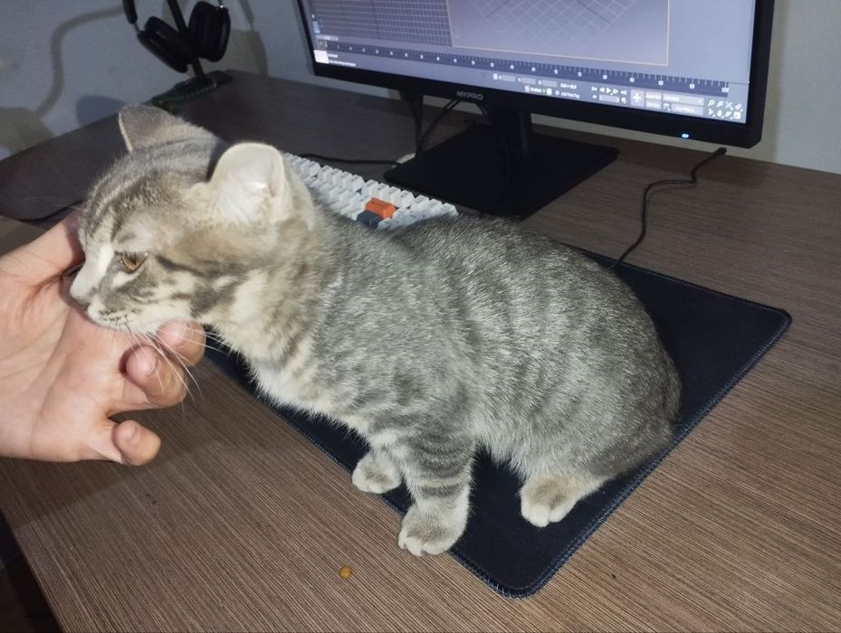 Zotli sibir mushugi 4 oylik