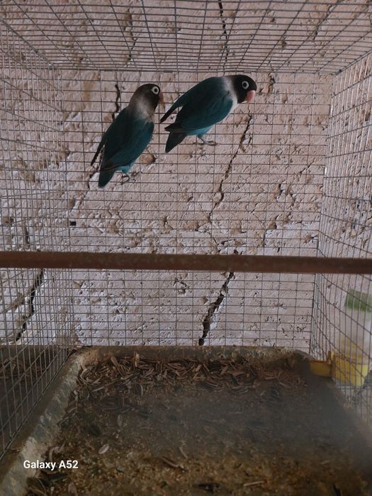 Ko'k maska bolari ruchnoyga sotiladi