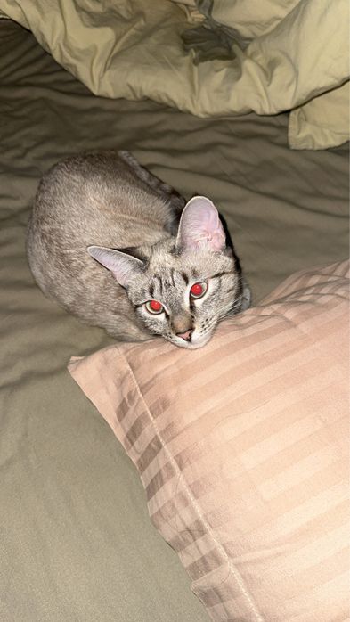 Пропала     Кошка