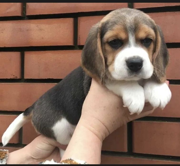 Beagle baietel superb