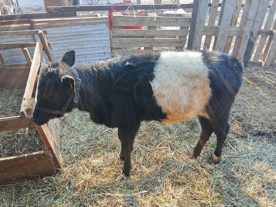 Продам два Теленка