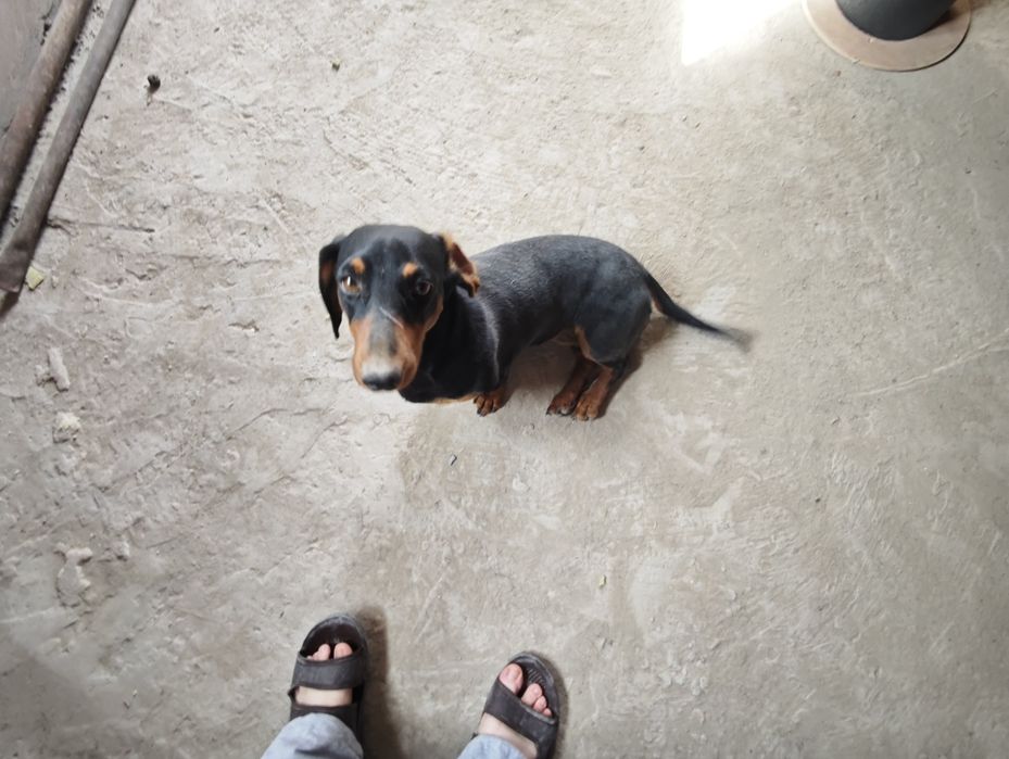 Продам  собачку породы такса