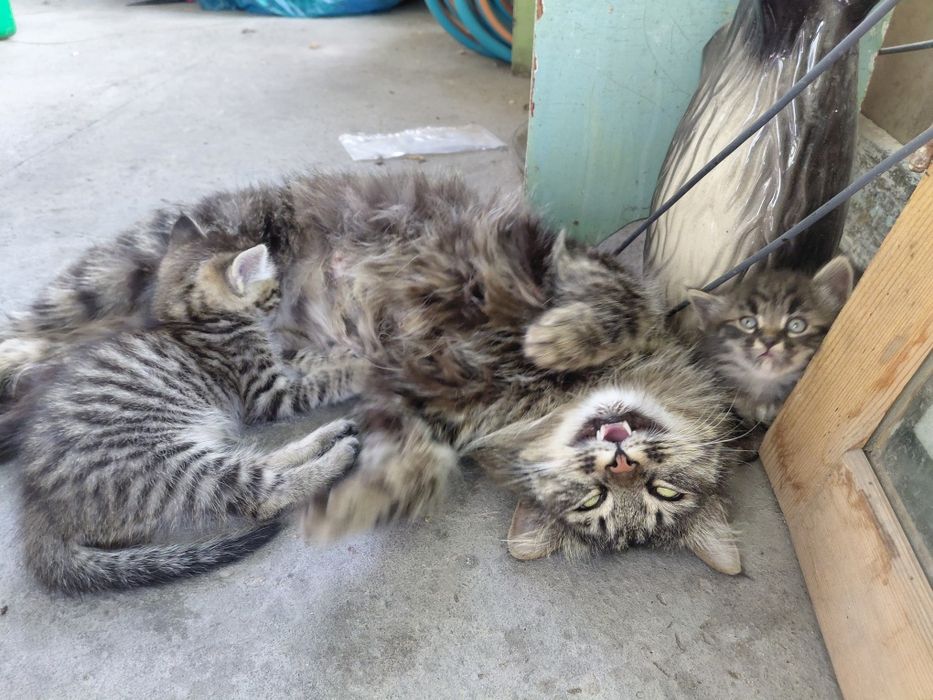 Отдам котёнка.  Мальчик
