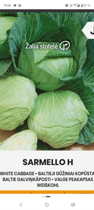 Varza verde sarmale