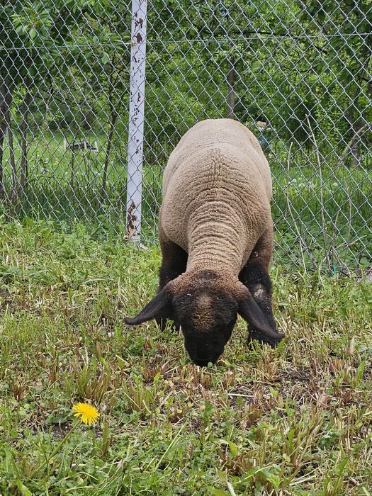 Berbecuti suffolk  6luni  ,la vanzare