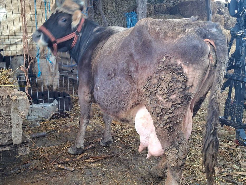 Disponibile douo vaci