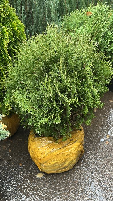 Туя Смарагд. Туя Брабант. Туя шарик. Туя