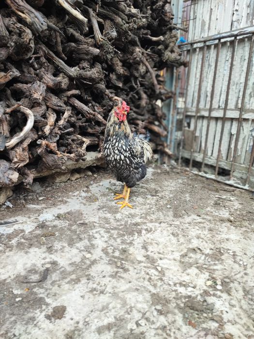 Cocos moțat bărbos metis wyandotte+ puica wyandotte