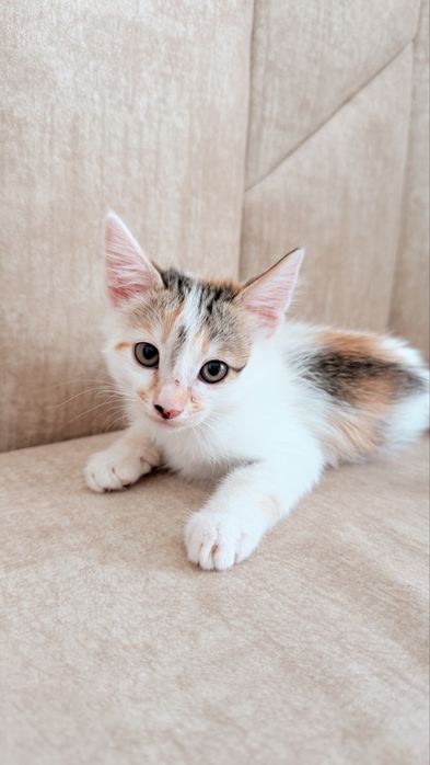 Отдам 3 котят в хорошие руки