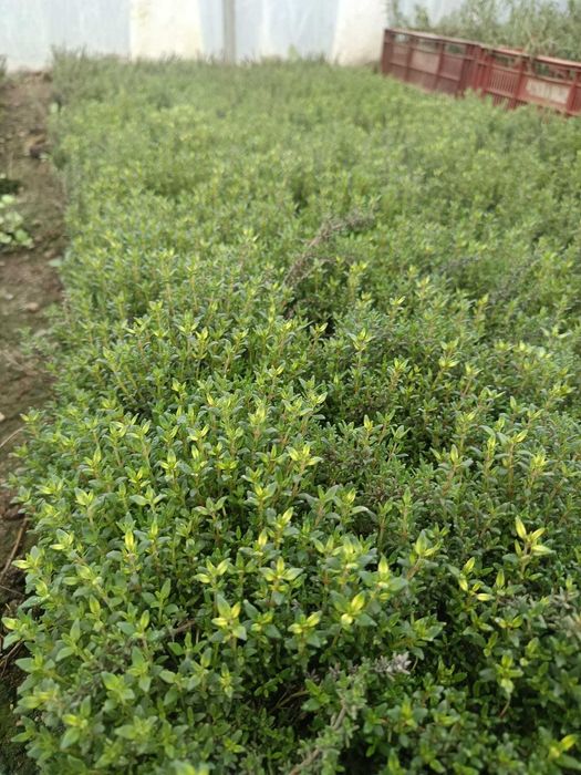 plante aromatice perene