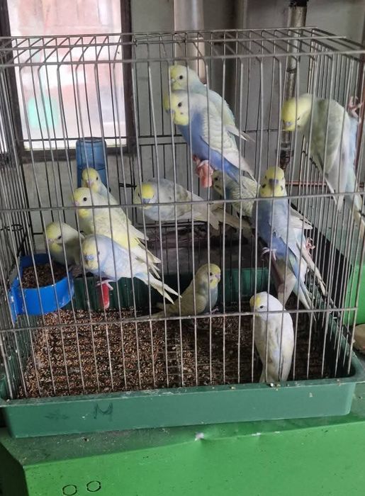 Perechi tinere perusi și pui