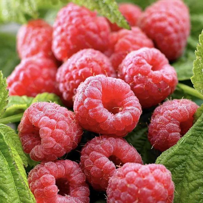 Lacramioare, caldaruse, fragi de padure si yukka de gradina  (rizomi)