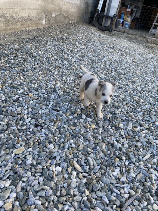 Donez cǎței talie medie