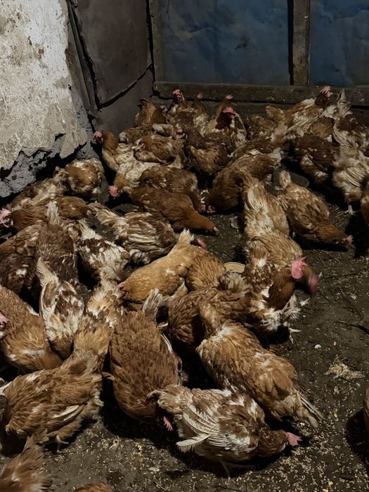 Ломан браун куры 11 месячные