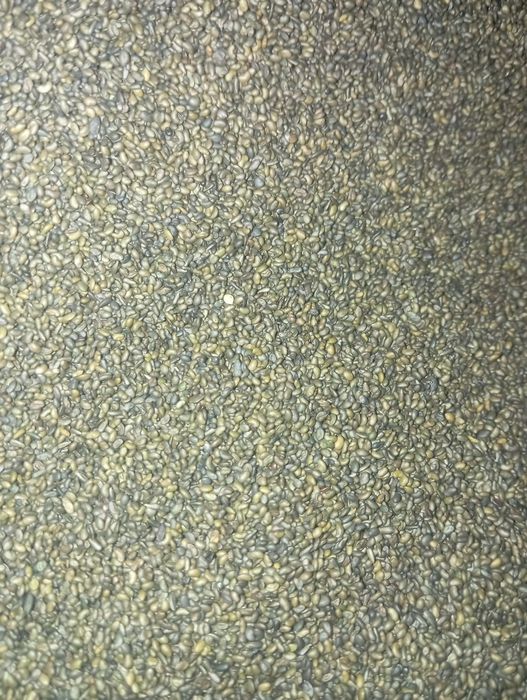 Семена клевера Мерке