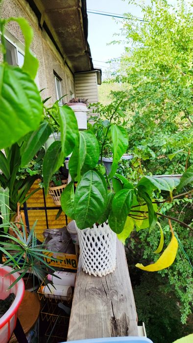 Цветы для дома и офиса