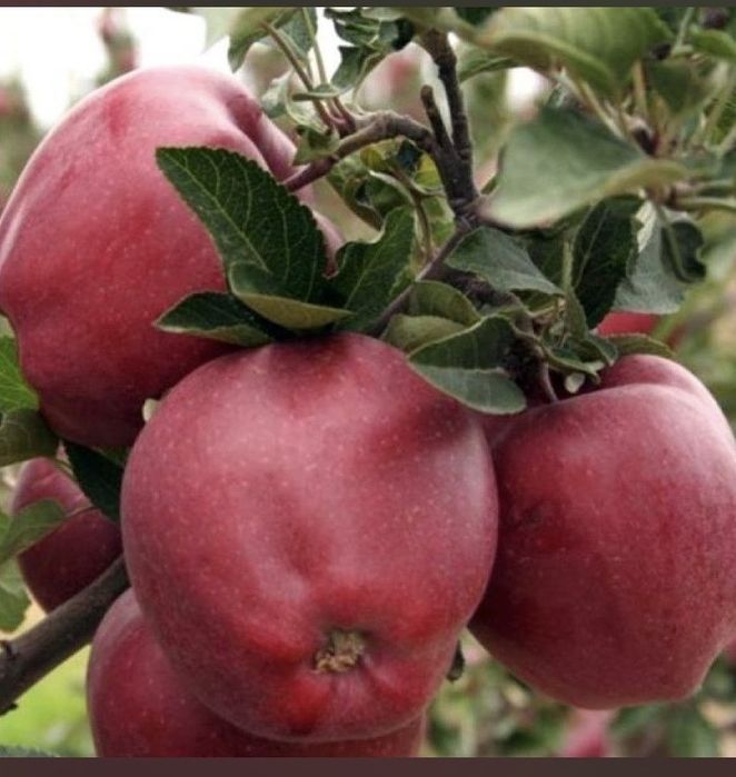 жеміс тал көшетер