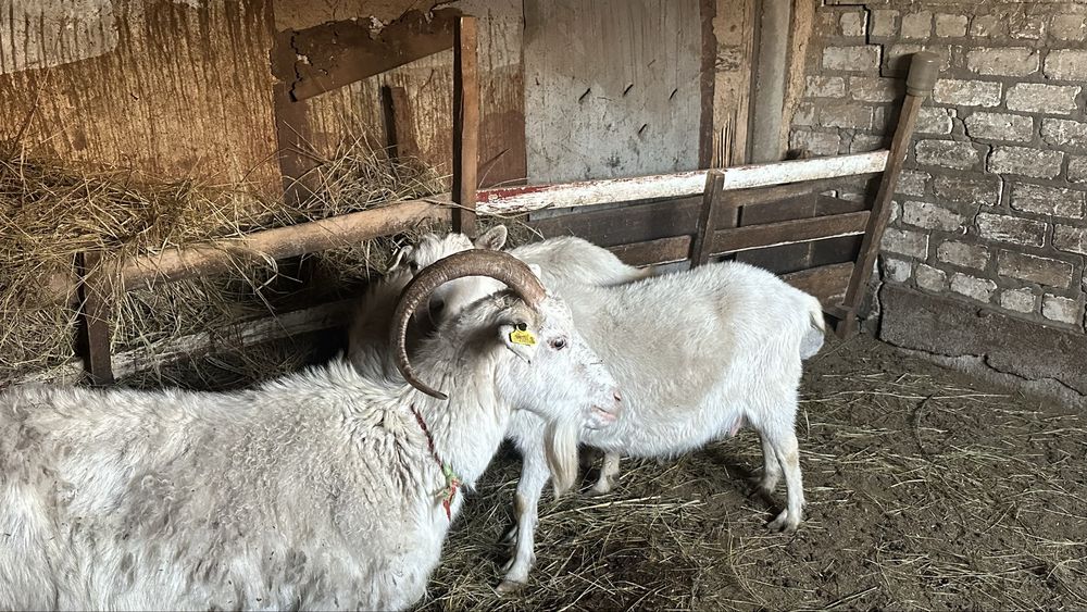 Продаю козу.С двумя козлятами