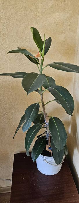 Комнатное растение Фикус