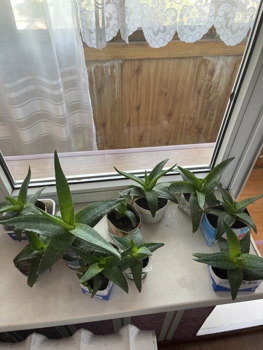 продам алоэ